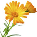 Calendula