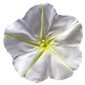 Ипомея белая