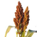 Sorghum