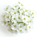 Sweet Alyssum