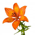 Лилия огненная