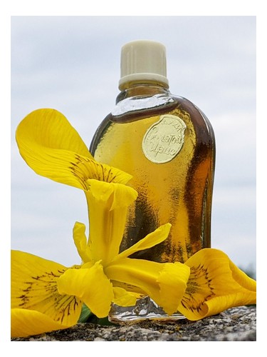 Золотой ирис - Golden iris