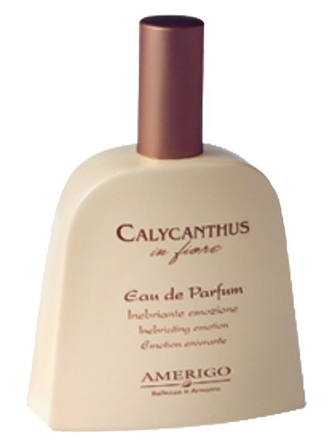 Calycanthus In Fiore